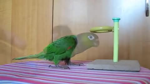 Wow Parrot play basketball
