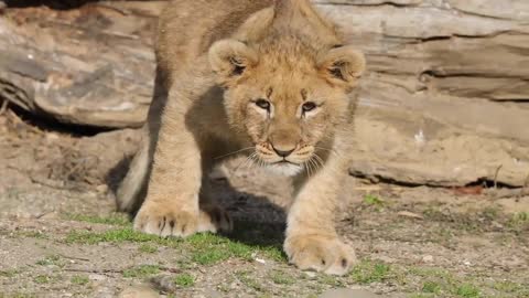 Lion Cub Trying To Hunt Down A Prey