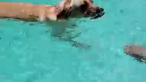 Labrador Dog Swimming in the Pool is the Best Thing You Will See Today