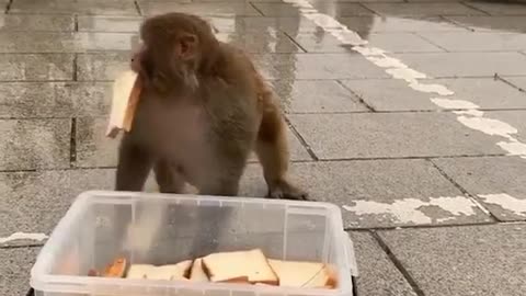 Feeding bread hungry monkeys.