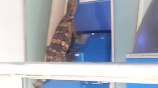 Lizard Tries to Break into Bank