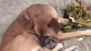 DOG EATING A LEAF