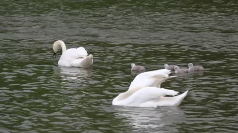 Cute swans