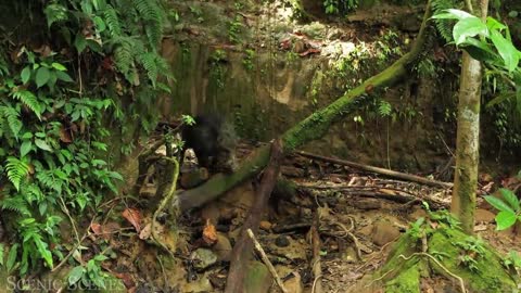 This is a fierce little wild boar looking for food.