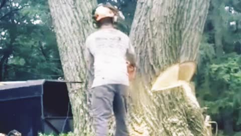 Tree cutting process amazing #viral#treevideo