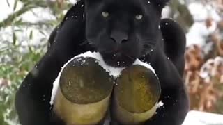 relaxing in the snow