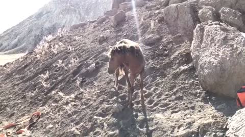 Rescuing Horse Stuck Between Rocks