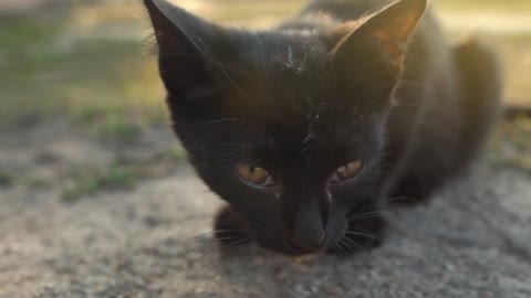Portrait of homeless cute black kitten outside. Slow motion