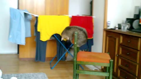 Playful cat demonstrates impressive acrobatic skills