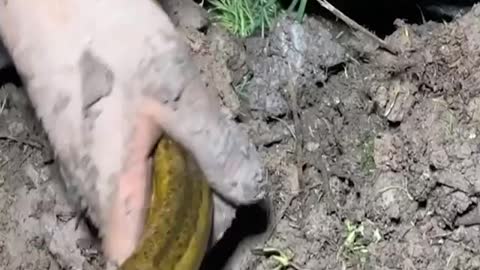 Excellent technique of catching eel from under dry soil