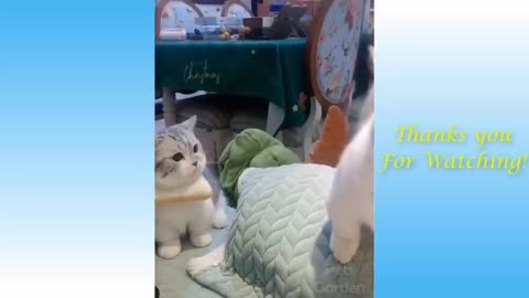 Funny And Cute Cat'S Life