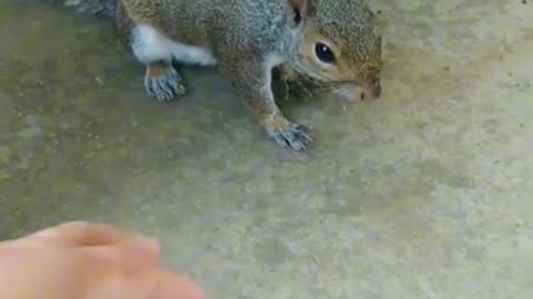 Squirrel One month after she came to me, she seems pregnant ❤️.