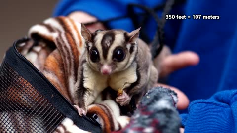 Sugar Glider facts: they're not the same as flying squirrels