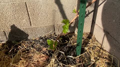 Grape vine cuttings breaking buds #3