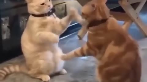 Best Funny Cute Cats Fail ops Moments Viral clips