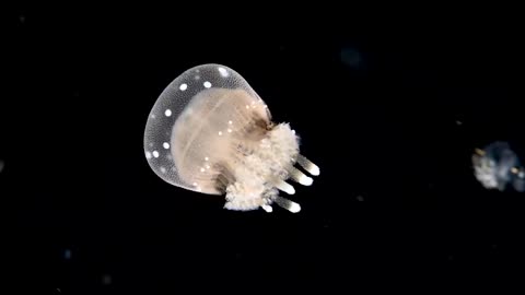 Incredible life of jelly fish 🎐