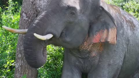 Tusker Elephant getting some rest in Bundala National Park, Sri Lanka