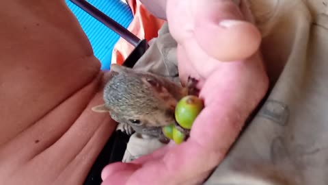 Squirrels!! Meet Timothy!!