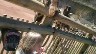 Feeding crackers to the Giraffes