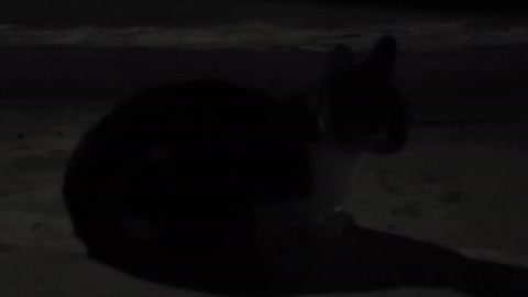 A cat that appeared on a dark night.