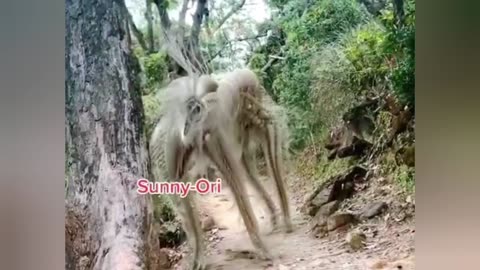 New animal discovered ||dabba middle east animal|new species
