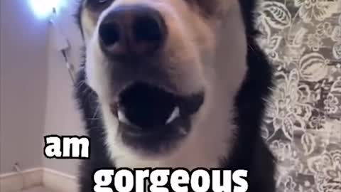 Super Funny Dog Videos Part 1