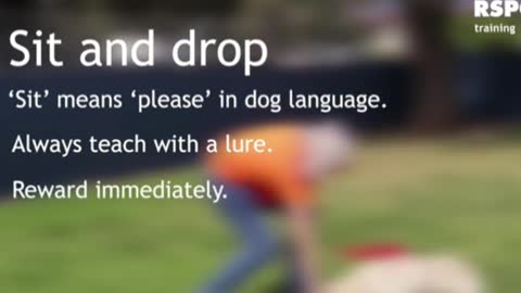 FREE DOG TRAINING SERIES – Lesson 1- how to teach your dog to sit and drop