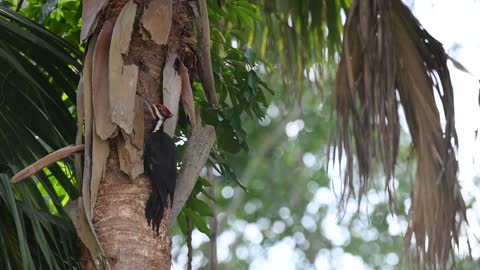 Pileated Woodpecker