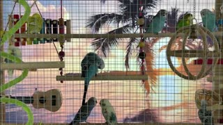 Beach Bums | Parakeets and Zebra Finches