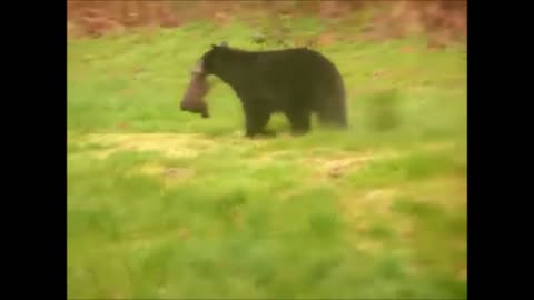 Baby Bear Cubs Playing - CUTEST Compilation. nice