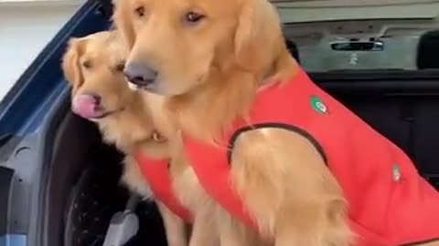 Cute and Funny Dog Videos Compilation