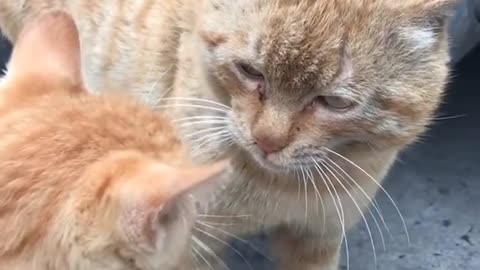 Cute kittens war