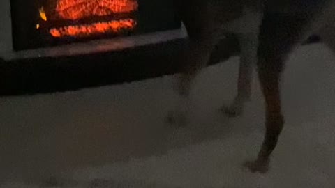 Dog scared of fireplace