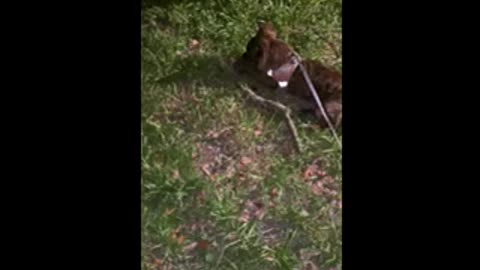 Pup chewing on pinecone