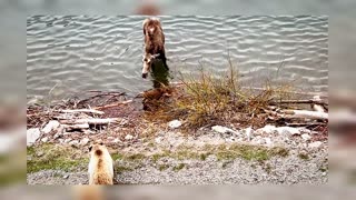 MOTHER MOOSE CHASES OFF GRIZZLY BEAR