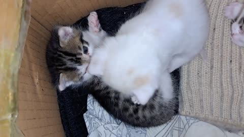 Beautiful and cute kittens play with each other