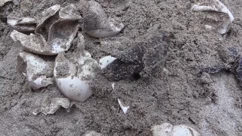 La tortuga cabezona o boba resiste en el Mediterráneo pese a las amenazas