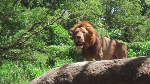 Wild Kingdom - The Queen of Lions