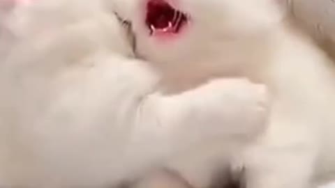 Baby cat fighting video