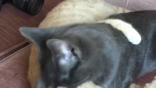 Grey cat licking white cat in sofa
