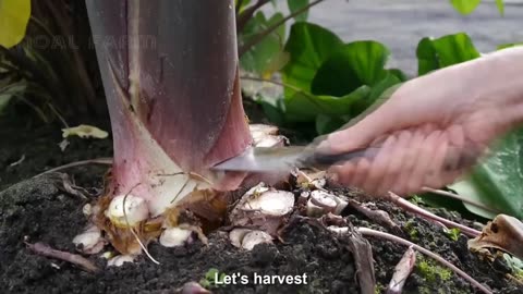 Japan Taro Stem Farming And Harvest - Taro Steam Cultivation