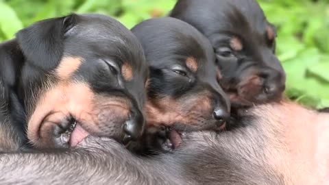 Mom breastfeeding her puppies