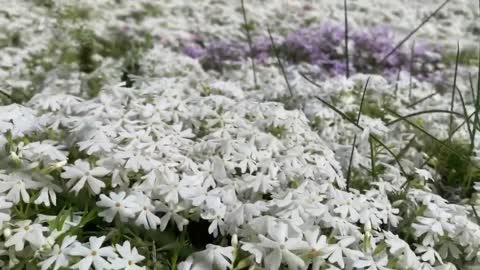 Beautiful sea of flowers