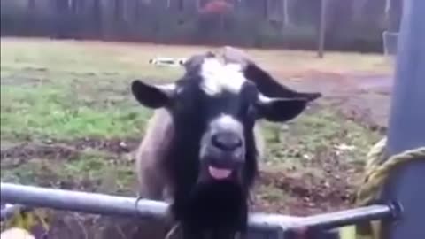 Top 5 funniest goat noises