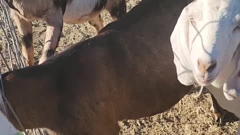 #vlogmas2023 #vlogmas23 Meet the Mama Goat Herd on the homestead @KrisAndLarry December 3