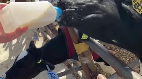 a strong baby cow