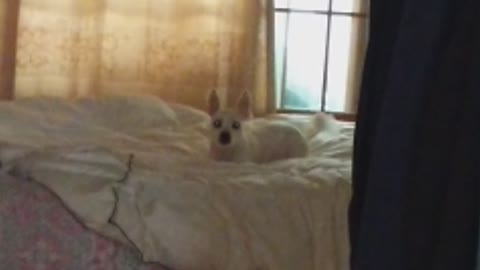 a dog rubbing against the bed