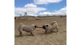 Cute little pugs doing silly things