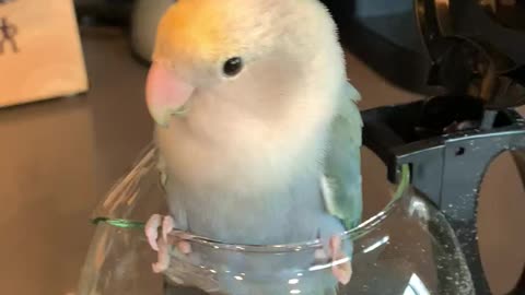 Parrot somehow manages to get stuck inside coffee pot