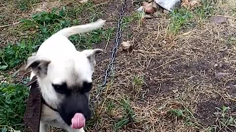 Cute puppy Jump